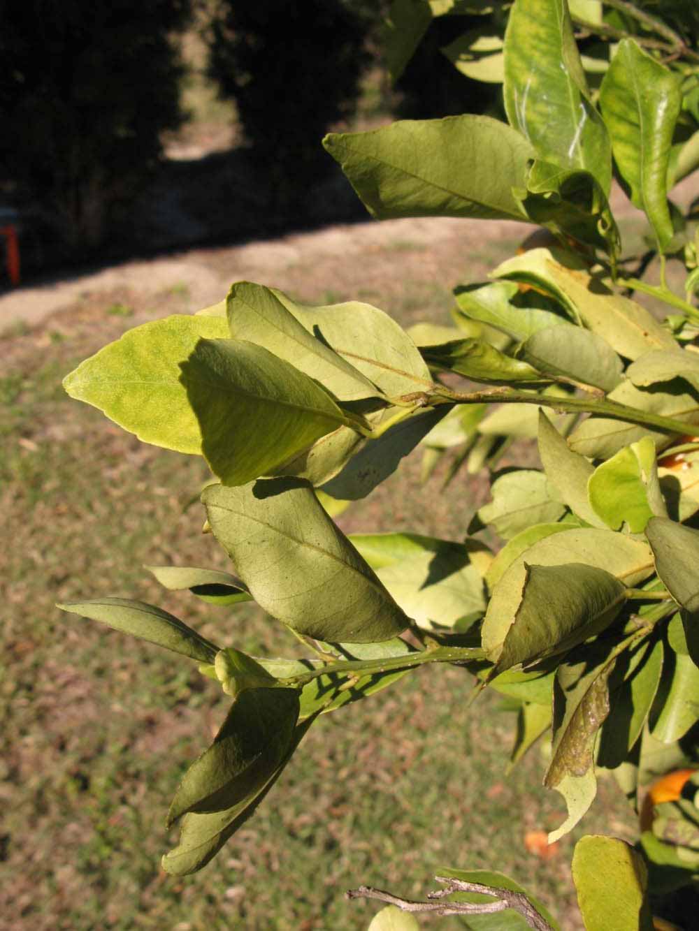            Sun leaves (Winter Haven, FL)   
